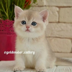 Kyalsin Chitthu, 20.09, Taungdwingyi