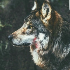 Зубайр Эльбиев, Москва