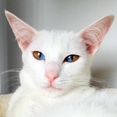 Валерия Рафальская, 11.06.1992, Омск