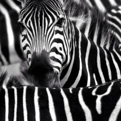 Антонио Негодаев, 14.02.1983, Киев