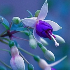 Лейсан Халиуллина, Казань