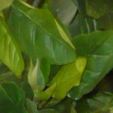 Хатуна Гоциридзе, Санкт-Петербург