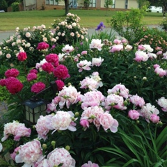 Makka Dajaeva-Zamyjem, 11.11, Olpe