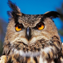 Maksim Ronin, 28.05.1987, Москва