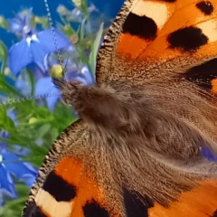 Анастасия Козлова, Нижний Новгород