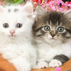 Людмила Яикбаева, 23.09.1955, Мишкино