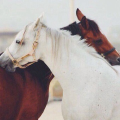 Малика Сатуева, 24.05.1996, Грозный