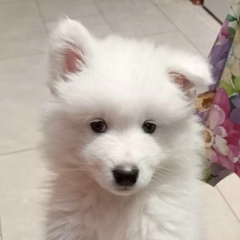 Ivan Stan, Санкт-Петербург