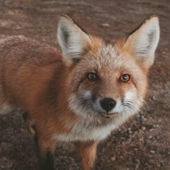 Аня Нестерова, 04.06.1990, Киев