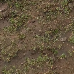 Джан Ян, 25.10, Ереван