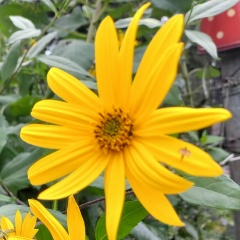 Анна Луг, Москва