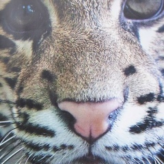 Алина Нехорошая, 18.12, Санкт-Петербург