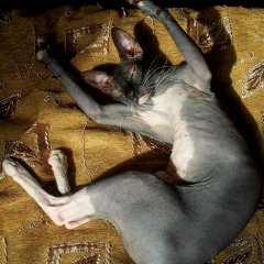 Павел Сидячко, 10.01, Москва