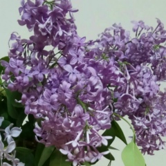 Валентина Улмасова