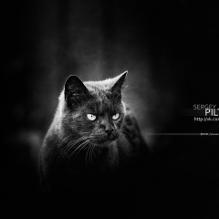 Сергей Пилтник, 16.08, Гомель