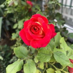 Маржан Тапишбаева, 08.04.1990, Актау