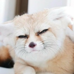 Ирка Лисичка, 11.03, Кишинев