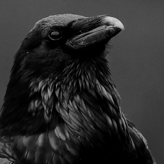 Денис Гришин, 20.03.1984, Калининград