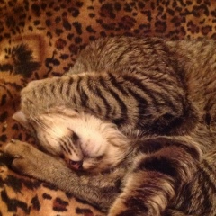 Виола Хизанова, 28.05.1960, Тбилиси