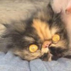 Леонид Букреев, 21.11.1986, Санкт-Петербург