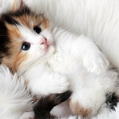 Паша Чугунов, 09.11.1996, Москва