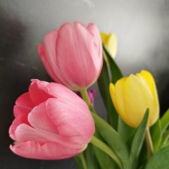 Вера Богоева