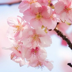 Лона Х, Санкт-Петербург