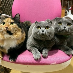 Алёна Борисова, 21.11.1994, Варгаши (рп)