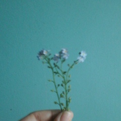 Аяна Торгоева, 24.12, Adelaide