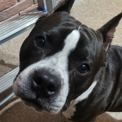 Антон Ботыгин, Ярославль