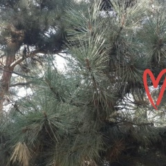 Жазира Мусабекова, 22.08