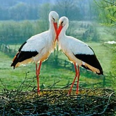 Анастасия Легостаева, 17.02, Днепр (Днепропетровск)