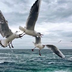Алексей Смирнов, Санкт-Петербург