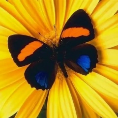 Маришка Наскрипняк, Ноябрьск