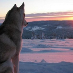 Роман Левченко, 08.01