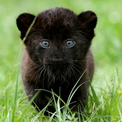 Гуля Карпешина, 07.10.1982