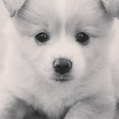 Manas Osmonaliev, 13.10.1992, Ош