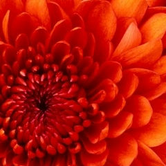 Ольга Квашонкина, 09.02.1960, Нижний Новгород