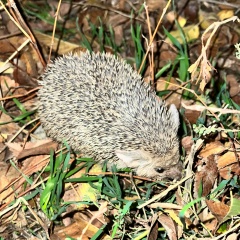 Саламат Рустамов, 06.06.2005