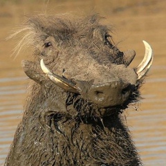 Александр Островка, 19.01.1986, Москва