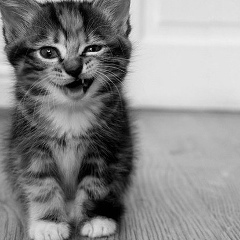 Dinara Kamasheva, 09.11.1985, Алматы