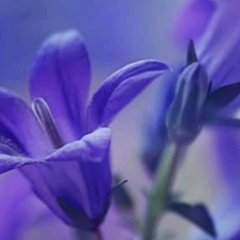 София Панкратова, 21.01.1968