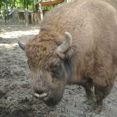Константин Доронин, 26.06, Витебск