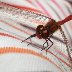 Наталья Сердюк