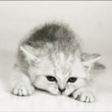 Анастасия Гузенкова, 10.06, Москва