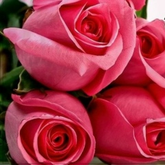 Олеся Ромашко, 11.11.1982, Тюмень