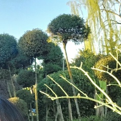 Лена Старкова, 10.10, Котельниково