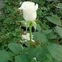 Xenon-Aung Myo-Oo, 23.08.1987, Bago