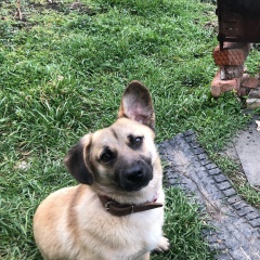 Константин Феоктистов, Краснознаменск