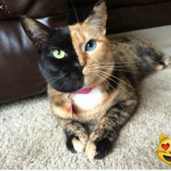 Карина Ибрагимова